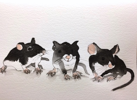 Three black mice